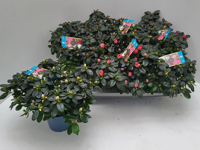 <h4>RHODO SI V GEM 6 SRT</h4>