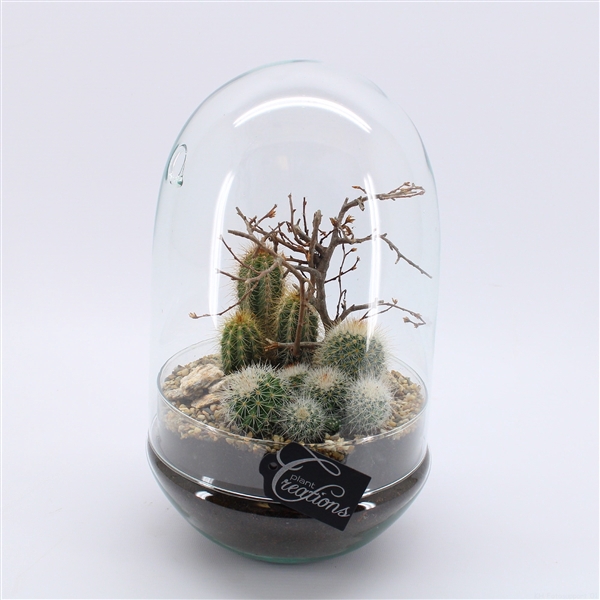 <h4>CTCR-2421 Cactus Essentials Terrarium</h4>