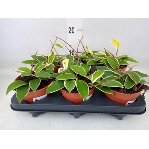 Hoya carnosa 'Krimson Queen'