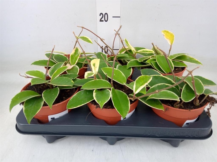 <h4>Hoya carnosa 'Krimson Queen'</h4>