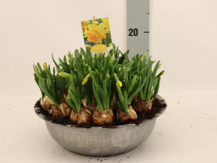 <h4>NARC D TETE BOUCLE</h4>