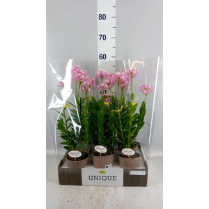Epidendrum   ...