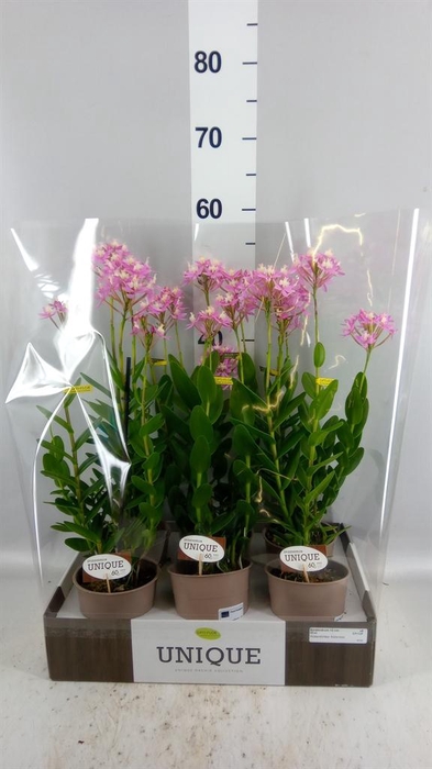 <h4>Epidendrum   ...</h4>
