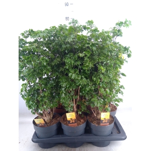 Polyscias  'Roble'