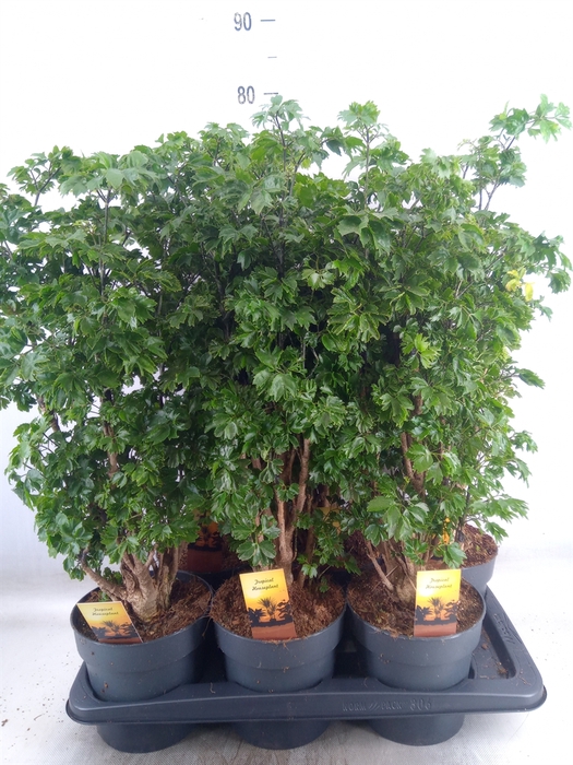 <h4>Polyscias  'Roble'</h4>