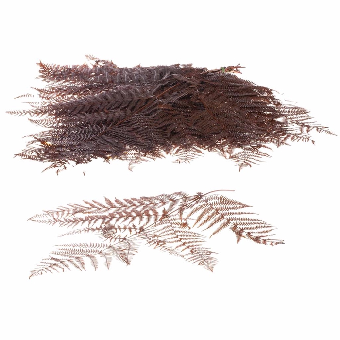 Bracken Fern Preserved 10pc Deep Brown