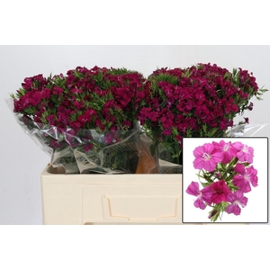 DI BARB AM NEON CHER