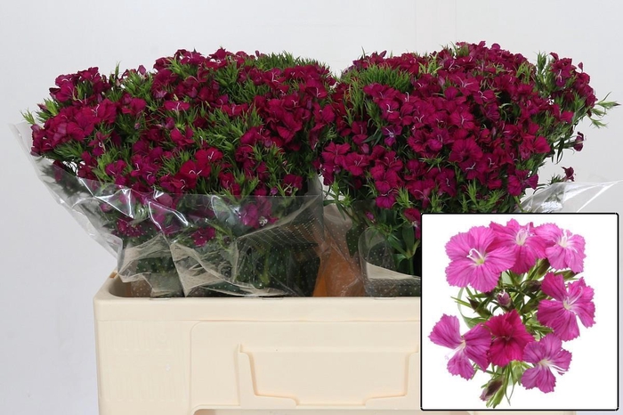 <h4>DI BARB AM NEON CHER</h4>