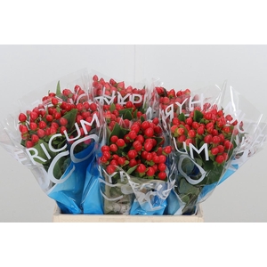 Hyp Coco Rio Rood