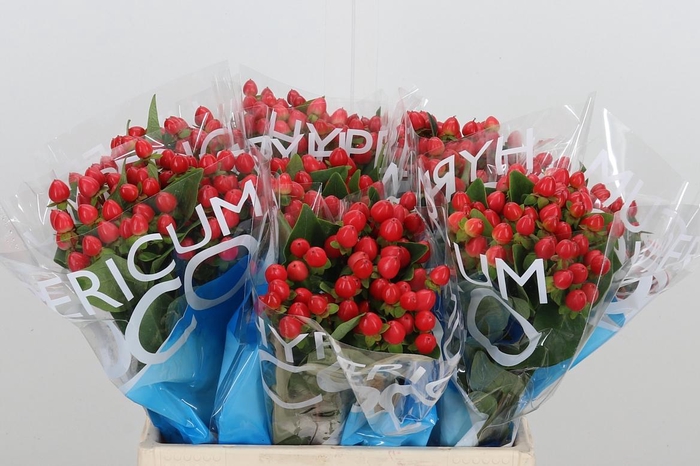 <h4>Hyp Coco Rio Rood</h4>