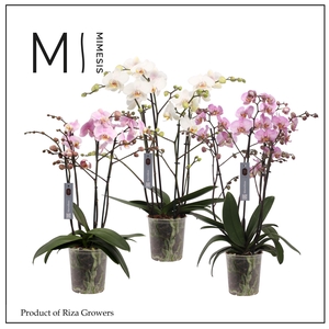 Phalaenopsis Marvellous Mix 50+ - 17cm | Mimesis