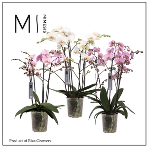 Phalaenopsis Marvellous Mix 50+ - 17cm | Mimesis