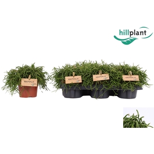 RHIPSALIS BA OASIS
