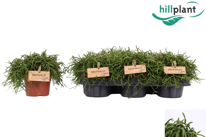 <h4>RHIPSALIS BA OASIS</h4>