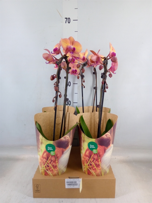 <h4>Phalaenopsis  'Elegant Cascade'</h4>