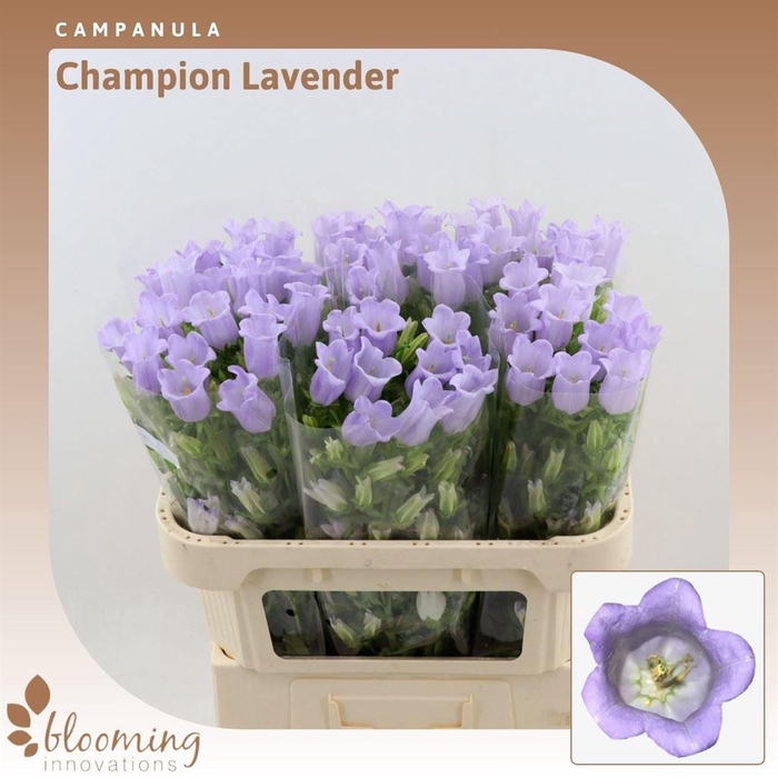 <h4>Campanula Champion Lavender</h4>