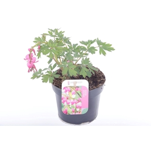 Dicentra spectabilis