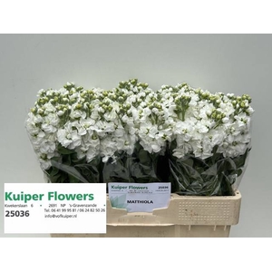 Matthiola Aida White Kuiper