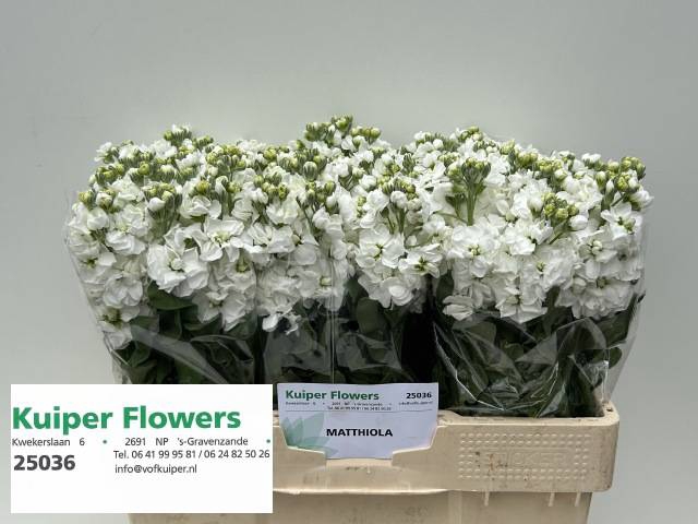 <h4>Matthiola Aida White Kuiper</h4>