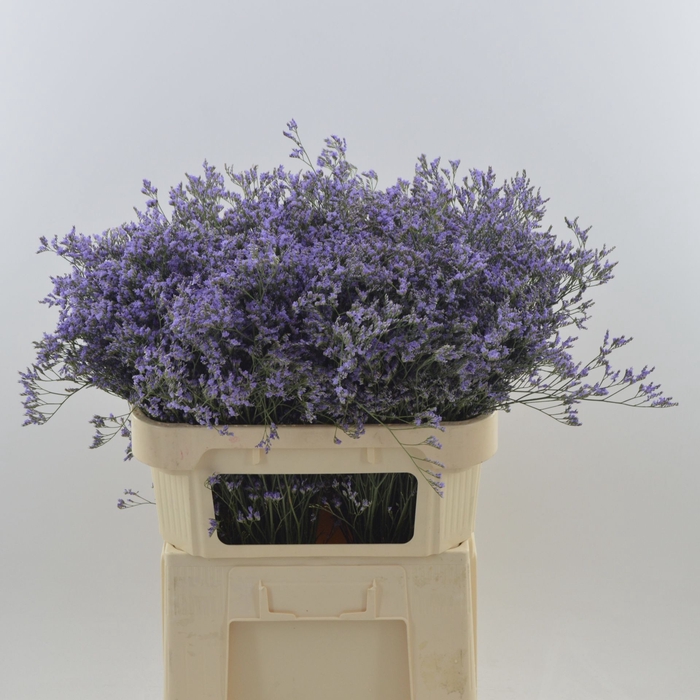 <h4>Limonium Maine Blue</h4>