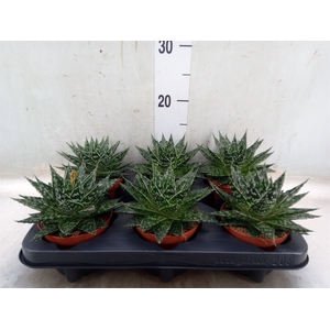 Gasteria  'Mufasa'