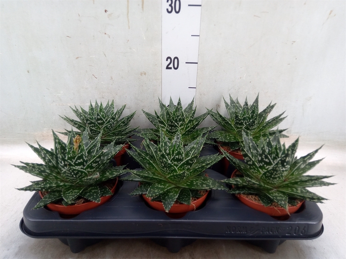 <h4>Gasteria  'Mufasa'</h4>