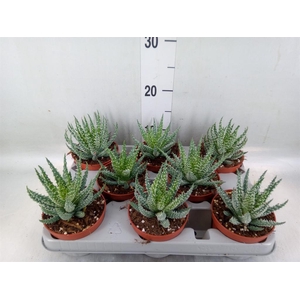 Aloe humilis
