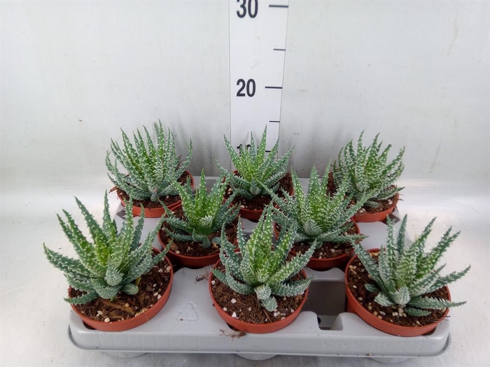 Aloe humilis