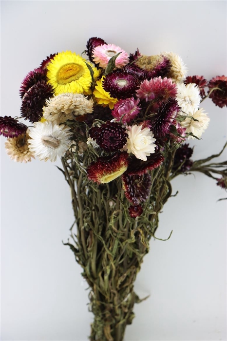 Dried Helichrysum Mixed Bunch