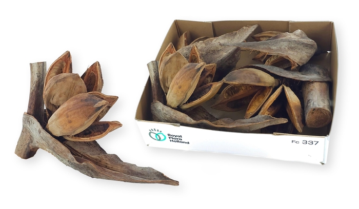 <h4>HUIS EN TUINDECO H%</h4>