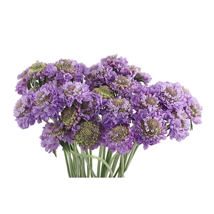 Scabiosa Dark Lavender Scoob