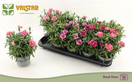 <h4>Dian Osc Gem</h4>