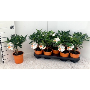 Citrus Garden-Calamondin (buds&flowers)