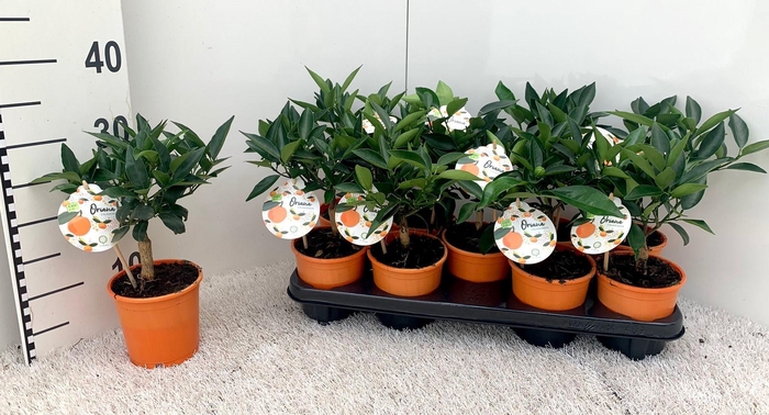 <h4>Citrus Garden-Calamondin (buds&flowers)</h4>