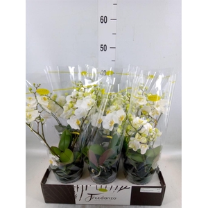 Phalaenopsis multi.   ...white
