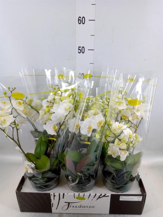 <h4>Phalaenopsis multi. ...white</h4>