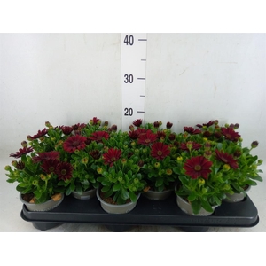 Osteospermum  'Sunny Dixie'