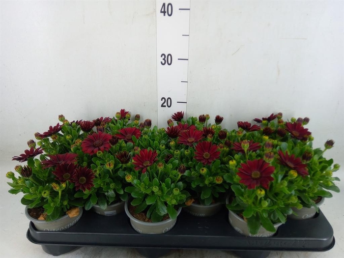 <h4>Osteospermum  'Sunny Dixie'</h4>