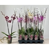 Phal Gem 2 Branches 16+