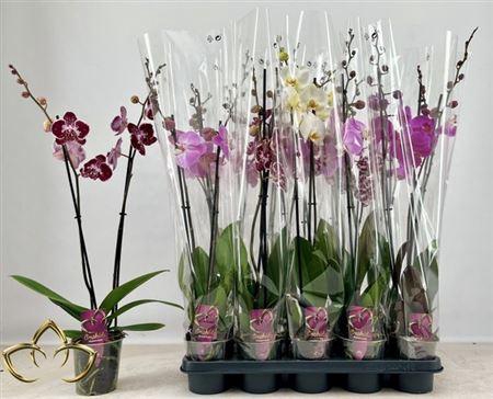 Phal Gem 2 Branches 16+