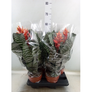 Aechmea   ...mix