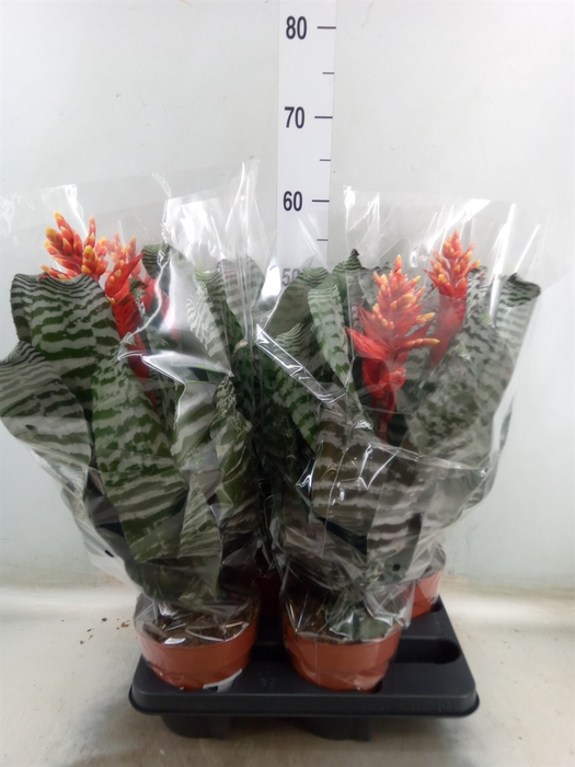 <h4>Aechmea   ...mix</h4>