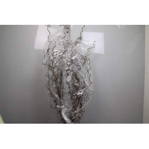 Coryl Av Contorta 130cm