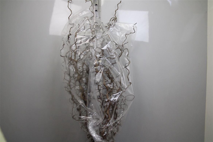 <h4>Coryl Av Contorta 130cm</h4>