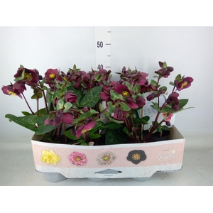 Helleborus  'Fkiss Vibey Velve'
