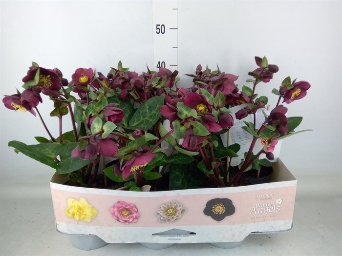 <h4>Helleborus  'Fkiss Vibey Velve'</h4>