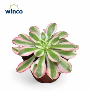 Aeonium Pink Witch