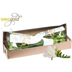 UG Dijk - Paris  5X20 box