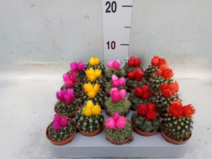 <h4>Cactus   ...decorated</h4>