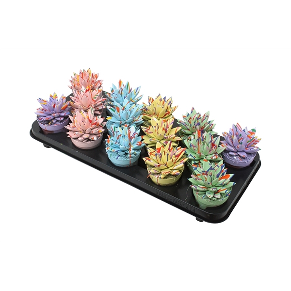 <h4>Echeveria coloured Splash pastel mix</h4>